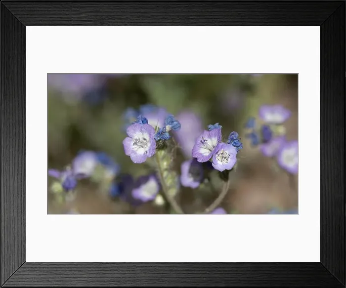 Framed Print : Jacob's Ladder Macro Garden Wildflowers in Alaska Framed Print : Jacob's Ladder Macro Garden Wildflowers in Alaska