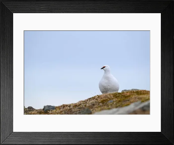 Framed Print : Portrait of male, white Svalbard Rock Ptarmigan (Lagopus muta hyperborea) in spring Framed Print : Portrait of male, white Svalbard Rock Ptarmigan (Lagopus muta hyperborea) in spring