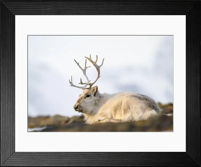 Framed Print : The Svalbard reindeer (Rangifer tarandus platyrhynchus) in early spring Framed Print : The Svalbard reindeer (Rangifer tarandus platyrhynchus) in early spring