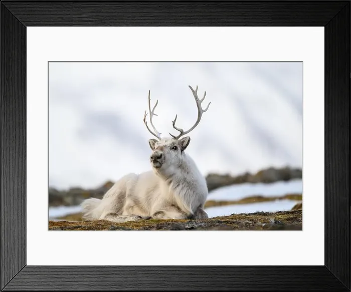 Framed Print : The Svalbard reindeer (Rangifer tarandus platyrhynchus) in early spring Framed Print : The Svalbard reindeer (Rangifer tarandus platyrhynchus) in early spring