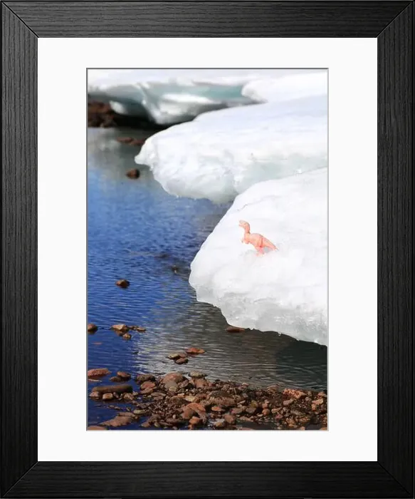 Framed Print : Toy dinosaur standing on melting ice at riverside in northern Sweden Framed Print : Toy dinosaur standing on melting ice at riverside in northern Sweden