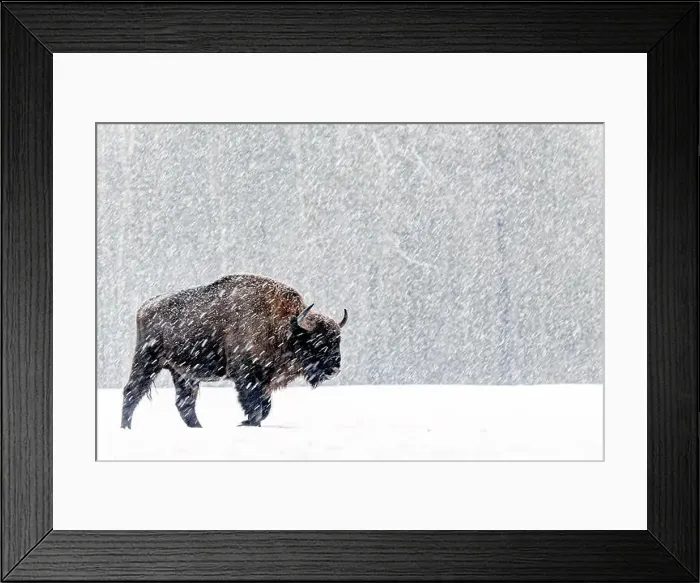 Framed Print : A winter scene with a bison in a snowy field in Poland Framed Print : A winter scene with a bison in a snowy field in Poland