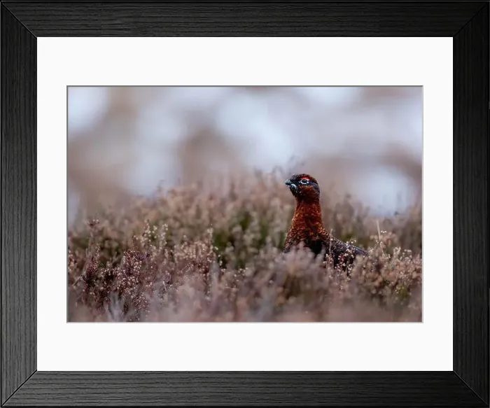 Framed Print : A Red Grouse in snowy Cairngorms wilderness Framed Print : A Red Grouse in snowy Cairngorms wilderness