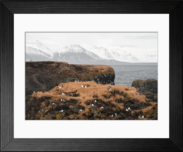 Framed Print : Seabirds nest on the rugged cliffs of Snaefellsnes Peninsula Framed Print : Seabirds nest on the rugged cliffs of Snaefellsnes Peninsula