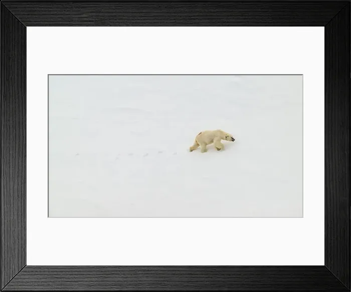 Framed Print : Female polar bear (Ursus maritimus) with eartag and collar for research Framed Print : Female polar bear (Ursus maritimus) with eartag and collar for research
