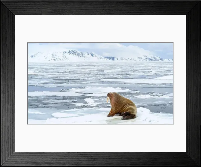 Framed Print : Walrus (Odobenus rosmarus) in icy landscape, Svalbard, Norway Framed Print : Walrus (Odobenus rosmarus) in icy landscape, Svalbard, Norway