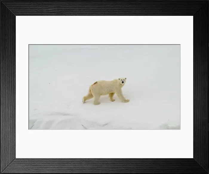 Framed Print : Female polar bear (Ursus maritimus) with eartag and collar for research Framed Print : Female polar bear (Ursus maritimus) with eartag and collar for research