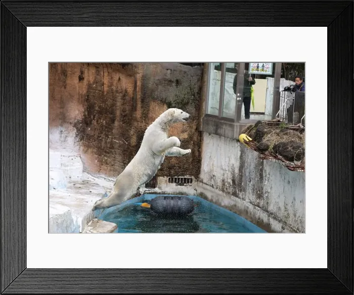 Framed Print : A polar bear leaping on hind legs
