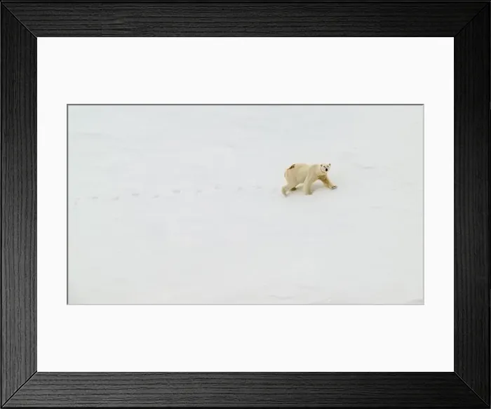 Framed Print : Female polar bear (Ursus maritimus) with eartag and collar for research Framed Print : Female polar bear (Ursus maritimus) with eartag and collar for research