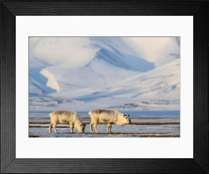 Framed Print : The Svalbard reindeer (Rangifer tarandus platyrhynchus) in early spring Framed Print : The Svalbard reindeer (Rangifer tarandus platyrhynchus) in early spring