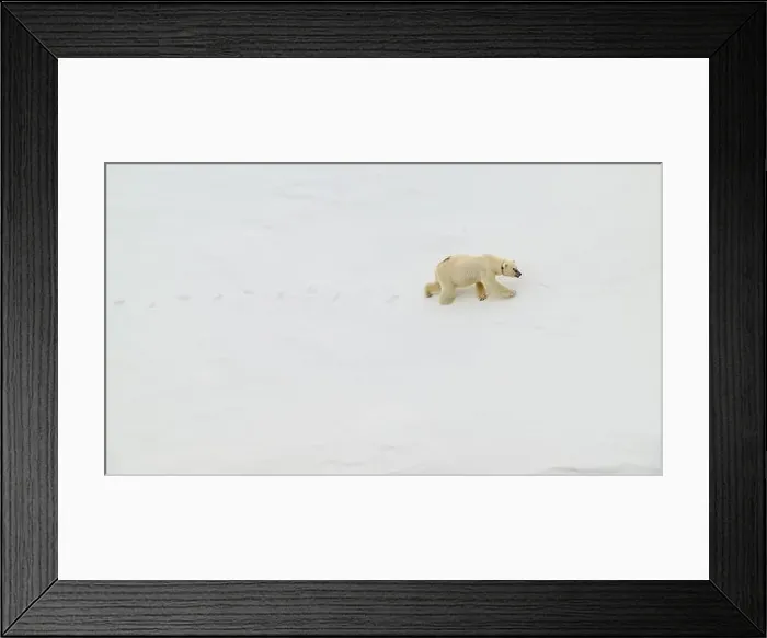 Framed Print : Female polar bear (Ursus maritimus) with eartag and collar for research Framed Print : Female polar bear (Ursus maritimus) with eartag and collar for research