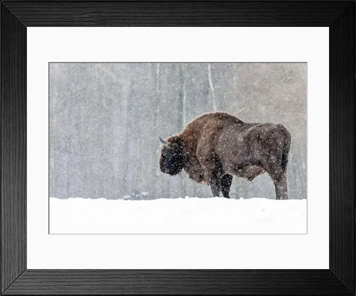 Framed Print : A winter scene with a bison in a snowy field in Poland Framed Print : A winter scene with a bison in a snowy field in Poland