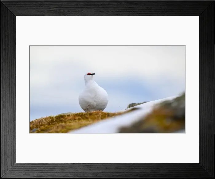 Framed Print : Portrait of male, white Svalbard Rock Ptarmigan (Lagopus muta hyperborea) in spring Framed Print : Portrait of male, white Svalbard Rock Ptarmigan (Lagopus muta hyperborea) in spring