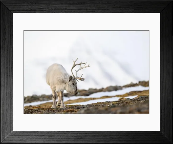 Framed Print : The Svalbard reindeer (Rangifer tarandus platyrhynchus) in early spring Framed Print : The Svalbard reindeer (Rangifer tarandus platyrhynchus) in early spring