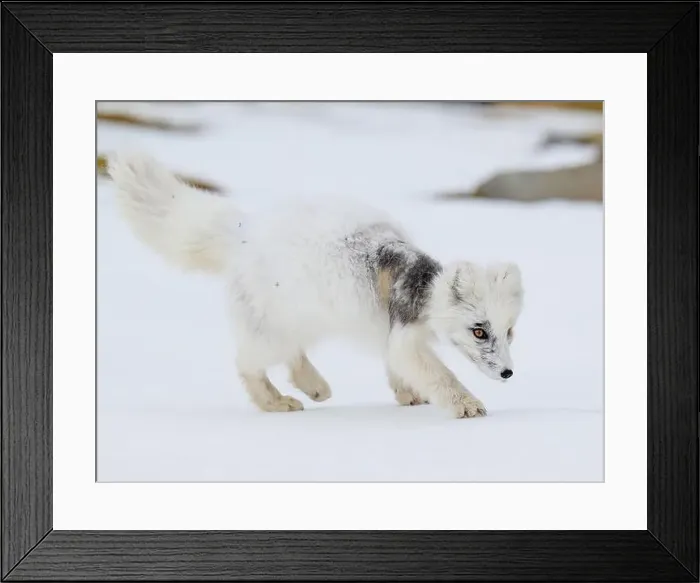 Framed Print : Arctic fox cub (Vulpes lagopus) in Svalbard with fur lice Framed Print : Arctic fox cub (Vulpes lagopus) in Svalbard with fur lice