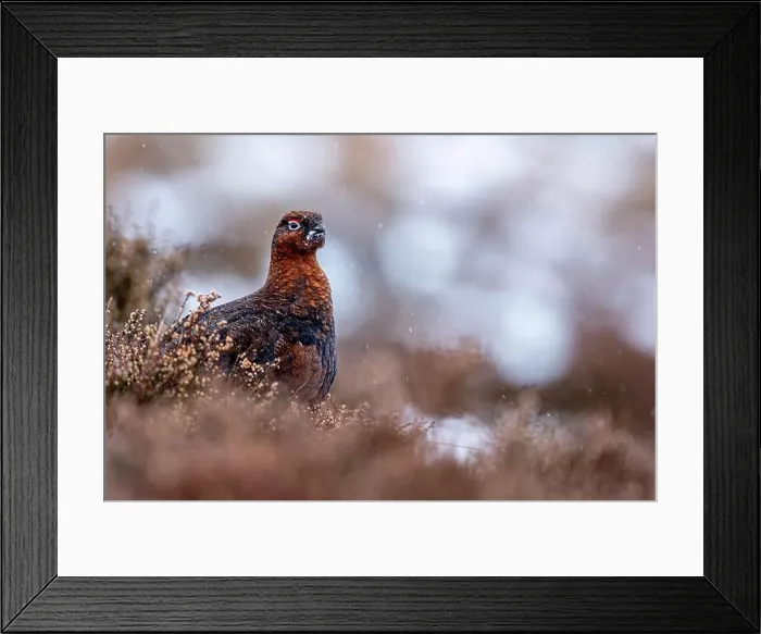Framed Print : A Red Grouse in snowy Cairngorms wilderness Framed Print : A Red Grouse in snowy Cairngorms wilderness