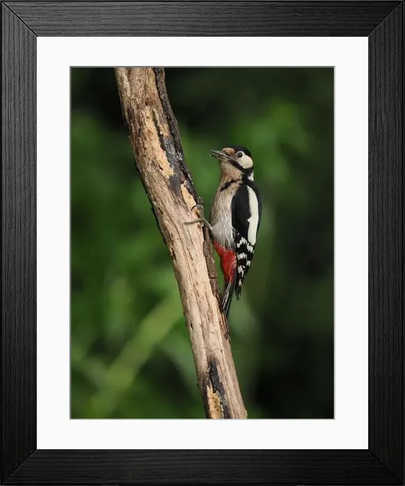 Framed Print : This pair of great spotted woodpeckers are taking advantage of an easy food source in my garden some of which they are Framed Print : This pair of great spotted woodpeckers are taking advantage of an easy food source in my garden some of which they are