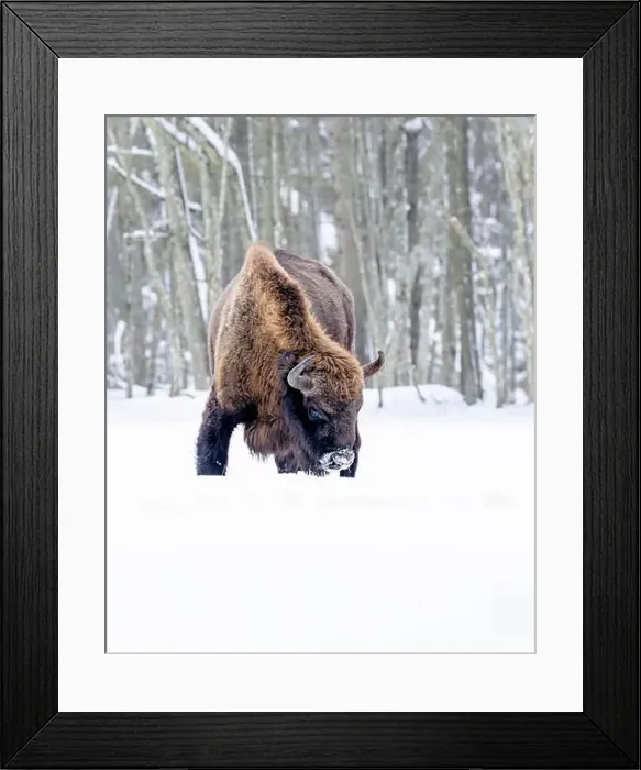 Framed Print : A winter scene with a bison in a snowy field in Poland Framed Print : A winter scene with a bison in a snowy field in Poland