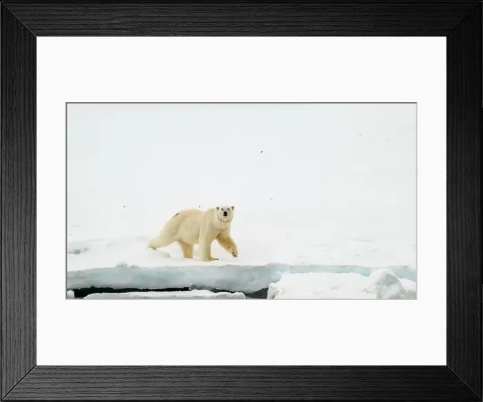 Framed Print : Female polar bear (Ursus maritimus) with eartag and collar for research Framed Print : Female polar bear (Ursus maritimus) with eartag and collar for research