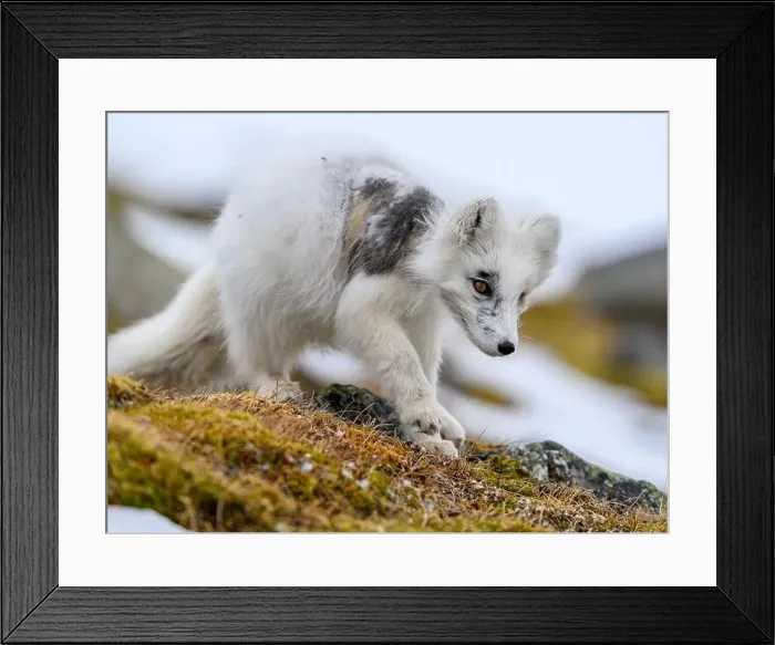 Framed Print : Arctic fox cub (Vulpes lagopus) in Svalbard with fur lice Framed Print : Arctic fox cub (Vulpes lagopus) in Svalbard with fur lice