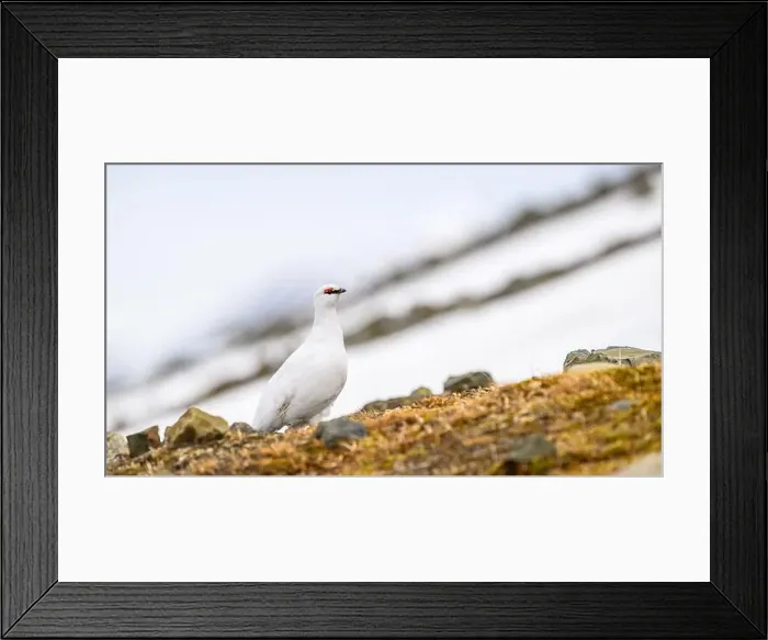 Framed Print : Portrait of male, white Svalbard Rock Ptarmigan (Lagopus muta hyperborea) in spring Framed Print : Portrait of male, white Svalbard Rock Ptarmigan (Lagopus muta hyperborea) in spring