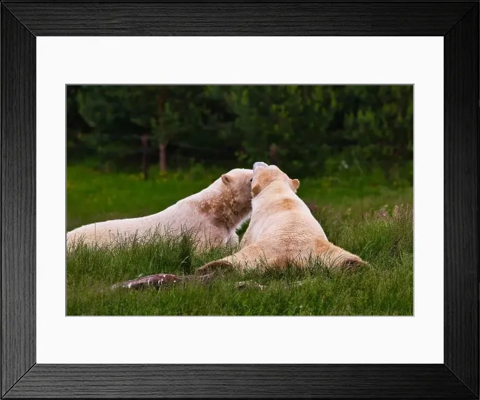 Framed Print : Two polar bears lying on grass in a forested area, appearing to nuzzle each other Framed Print : Two polar bears lying on grass in a forested area, appearing to nuzzle each other