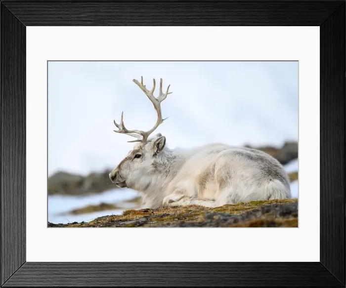 Framed Print : The Svalbard reindeer (Rangifer tarandus platyrhynchus) in early spring Framed Print : The Svalbard reindeer (Rangifer tarandus platyrhynchus) in early spring