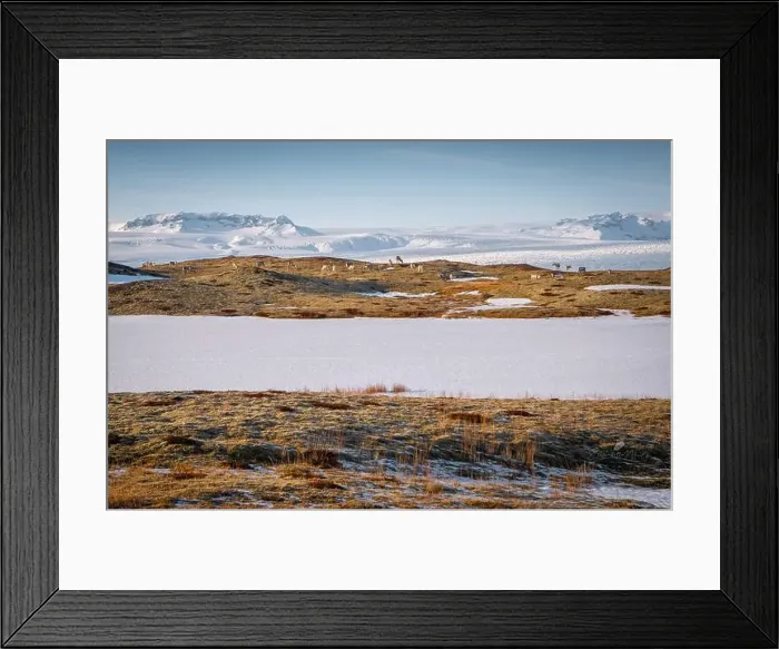 Framed Print : wonderful view of a group of reindeer grazing freely on the frozen Icelandic grasslands Framed Print : wonderful view of a group of reindeer grazing freely on the frozen Icelandic grasslands