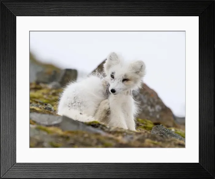 Framed Print : Arctic fox cub (Vulpes lagopus) in Svalbard with fur lice Framed Print : Arctic fox cub (Vulpes lagopus) in Svalbard with fur lice