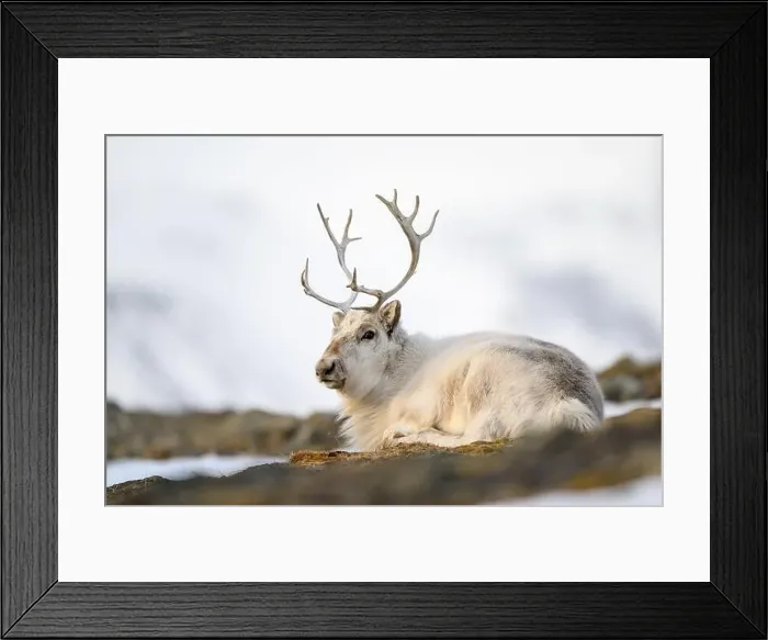 Framed Print : The Svalbard reindeer (Rangifer tarandus platyrhynchus) in early spring Framed Print : The Svalbard reindeer (Rangifer tarandus platyrhynchus) in early spring