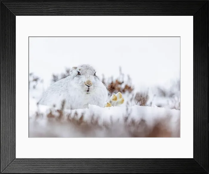 Framed Print : A white rabbit resting in Mountain Hare in the snow in Scotland Framed Print : A white rabbit resting in Mountain Hare in the snow in Scotland