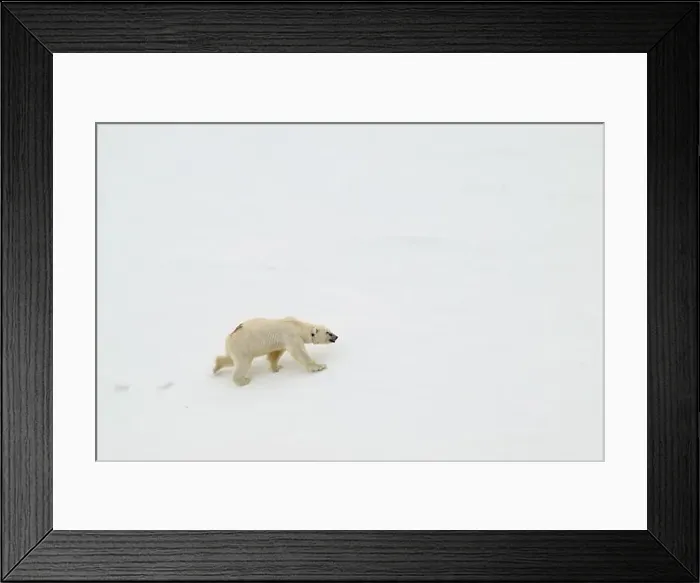Framed Print : Female polar bear (Ursus maritimus) with eartag and collar for research Framed Print : Female polar bear (Ursus maritimus) with eartag and collar for research