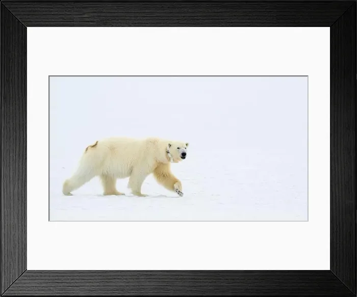 Framed Print : Female polar bear (Ursus maritimus) with eartag and collar for research Framed Print : Female polar bear (Ursus maritimus) with eartag and collar for research