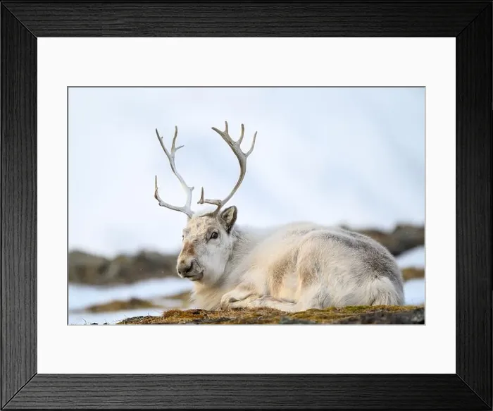 Framed Print : The Svalbard reindeer (Rangifer tarandus platyrhynchus) in early spring Framed Print : The Svalbard reindeer (Rangifer tarandus platyrhynchus) in early spring