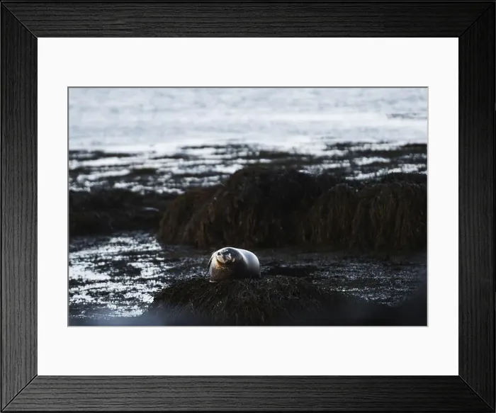 Framed Print : A serene seal rests on a seaweed-covered rock with the cold Framed Print : A serene seal rests on a seaweed-covered rock with the cold