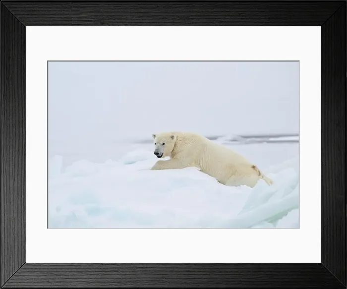 Framed Print : Female polar bear (Ursus maritimus) with eartag and collar for research Framed Print : Female polar bear (Ursus maritimus) with eartag and collar for research