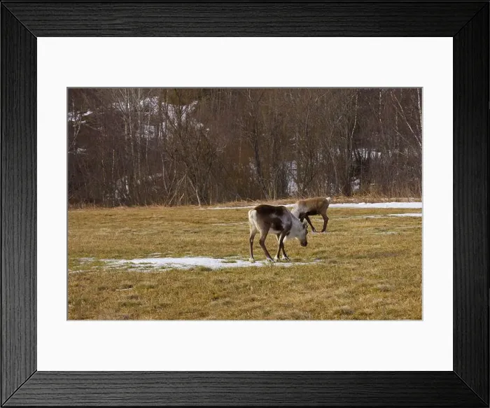 Framed Print : A reindeer feeding on grass in a snowy field Framed Print : A reindeer feeding on grass in a snowy field
