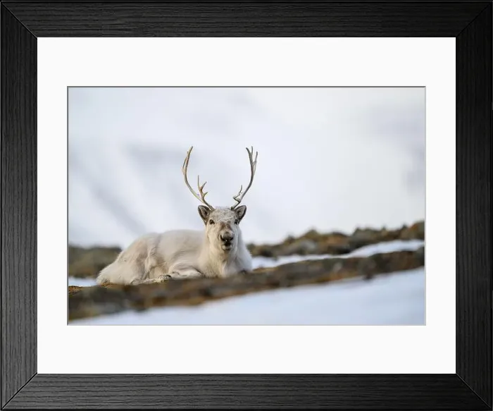 Framed Print : The Svalbard reindeer (Rangifer tarandus platyrhynchus) in early spring Framed Print : The Svalbard reindeer (Rangifer tarandus platyrhynchus) in early spring
