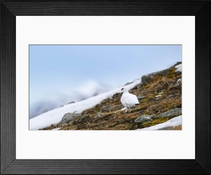 Framed Print : Male, white Svalbard Rock Ptarmigan (Lagopus muta hyperborea) in landscape in spring Framed Print : Male, white Svalbard Rock Ptarmigan (Lagopus muta hyperborea) in landscape in spring