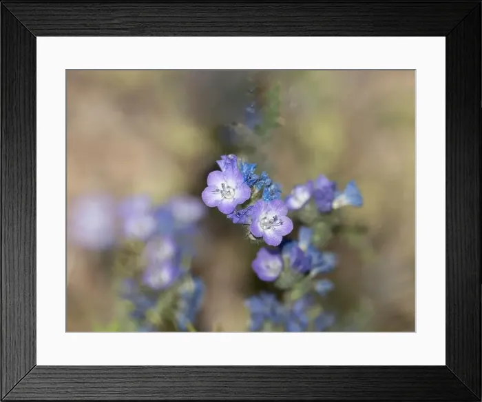 Framed Print : Jacob's Ladder Macro Garden Wildflowers in Alaska Framed Print : Jacob's Ladder Macro Garden Wildflowers in Alaska