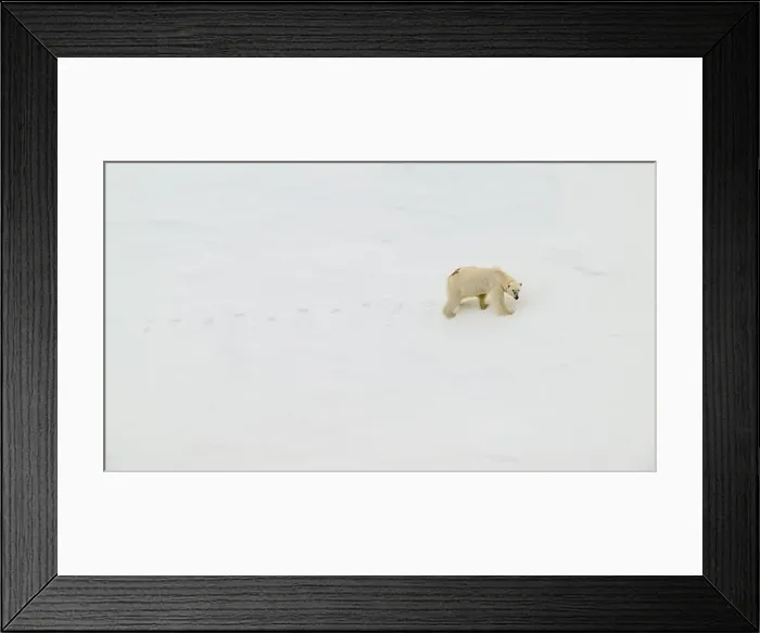 Framed Print : Female polar bear (Ursus maritimus) with eartag and collar for research Framed Print : Female polar bear (Ursus maritimus) with eartag and collar for research