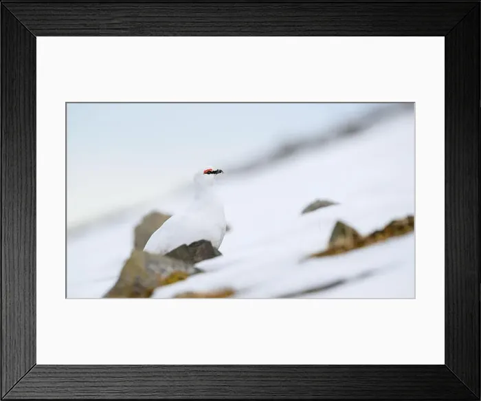 Framed Print : Portrait of male, white Svalbard Rock Ptarmigan (Lagopus muta hyperborea) in spring Framed Print : Portrait of male, white Svalbard Rock Ptarmigan (Lagopus muta hyperborea) in spring