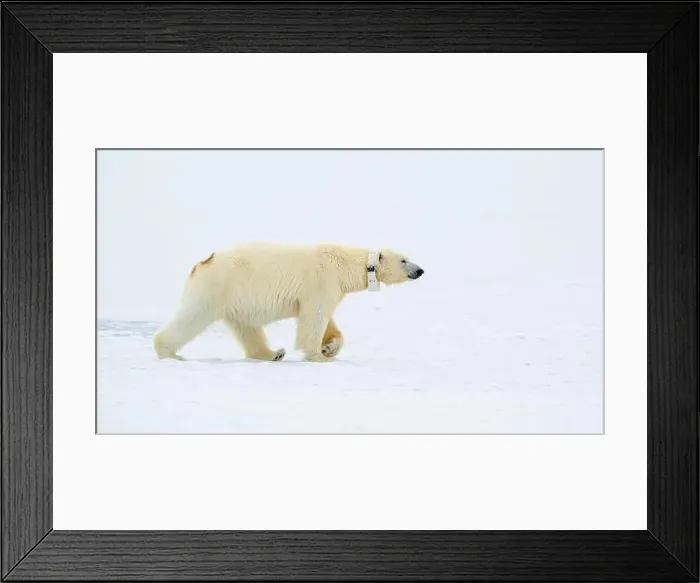 Framed Print : Female polar bear (Ursus maritimus) with eartag and collar for research Framed Print : Female polar bear (Ursus maritimus) with eartag and collar for research