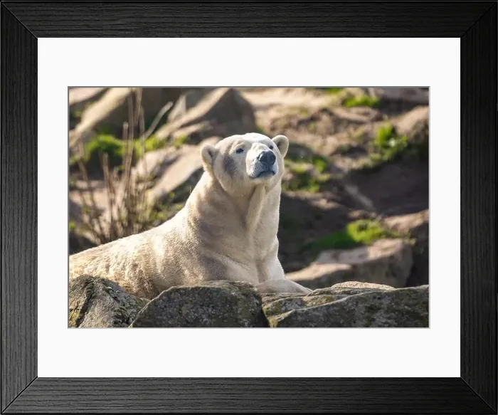Framed Print : A polar bear resting on rocks and boulders Framed Print : A polar bear resting on rocks and boulders