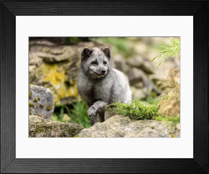 Framed Print : A fox walks vigilantly over moss-covered stones in a green environment, arctic fox (Alopex lagopus) Framed Print : A fox walks vigilantly over moss-covered stones in a green environment, arctic fox (Alopex lagopus)