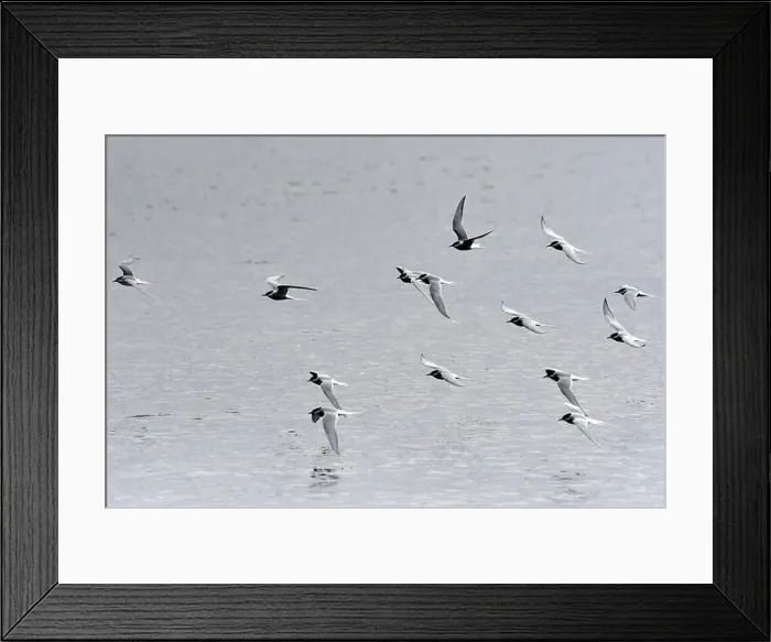 Framed Print : Norway, Varanger, Sterna paradisaea, Arctic Terns Framed Print : Norway, Varanger, Sterna paradisaea, Arctic Terns
