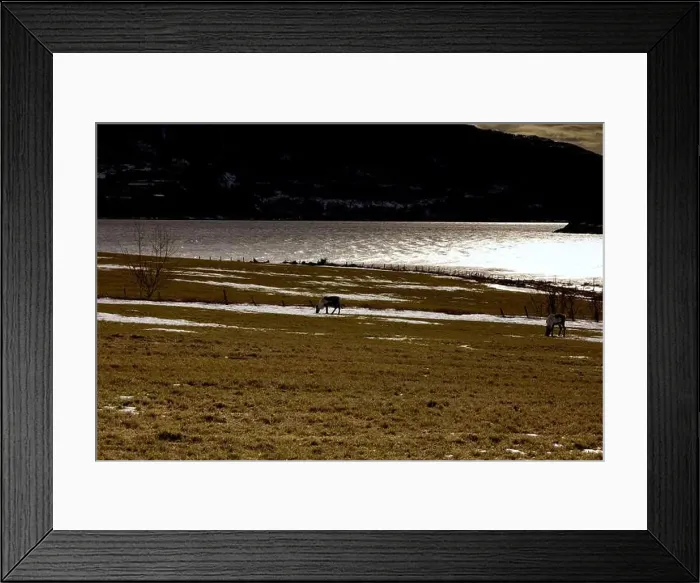 Framed Print : Some horses grazing on grass in a field near water under the night sky Framed Print : Some horses grazing on grass in a field near water under the night sky