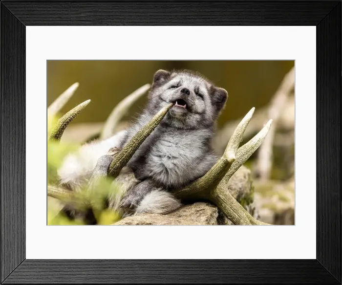 Framed Print : A fox bites humorously into an antler and shows a playful attitude, arctic fox (Alopex lagopus) Framed Print : A fox bites humorously into an antler and shows a playful attitude, arctic fox (Alopex lagopus)