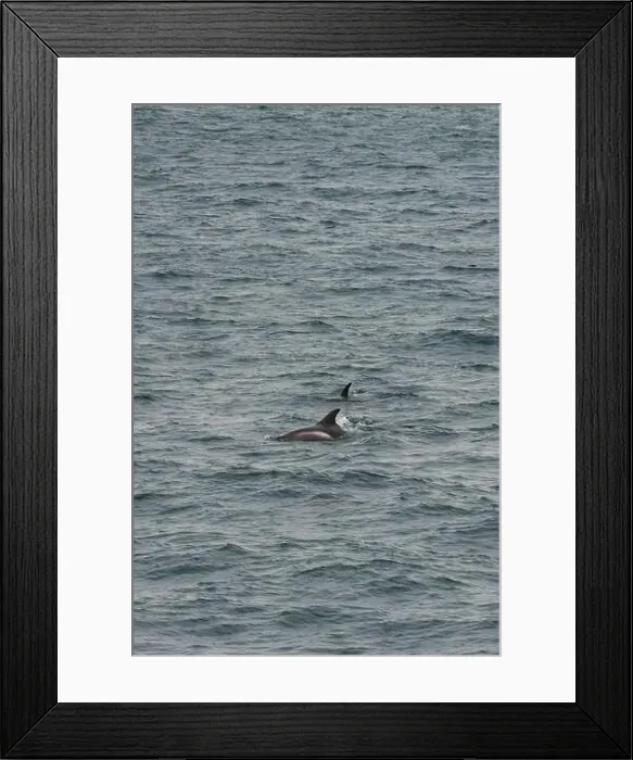 Framed Print : This captivating photo captures two whales gracefully swimming in the chilly waters off the coasts of Islandia Framed Print : This captivating photo captures two whales gracefully swimming in the chilly waters off the coasts of Islandia