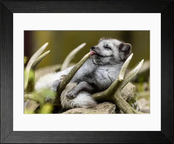 Framed Print : A fox resting humorously in antlers with its tongue sticking out, arctic fox (Alopex lagopus) Framed Print : A fox resting humorously in antlers with its tongue sticking out, arctic fox (Alopex lagopus)